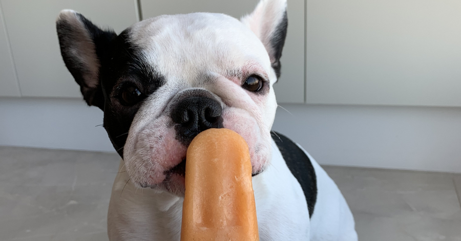 Peanut Butter & Pumpkin Pupsicles with Dinovite