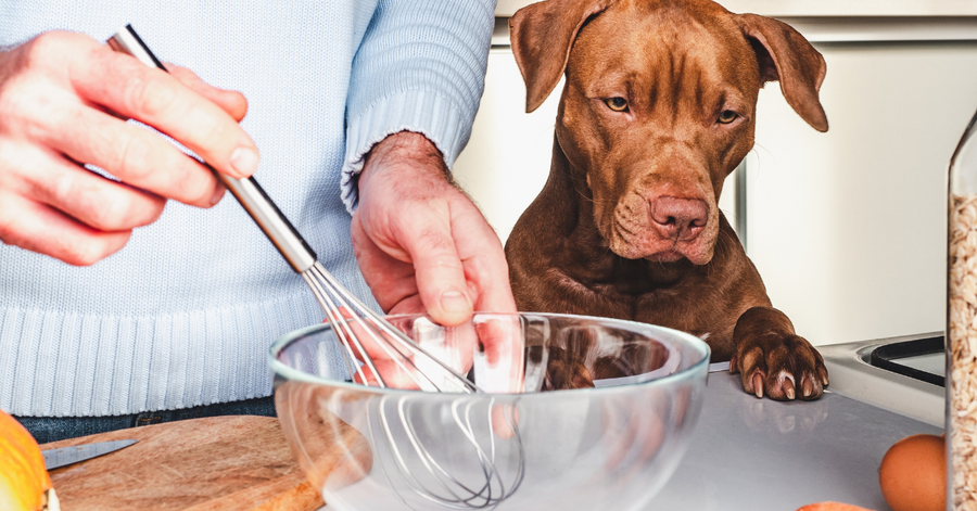 dog looking at bowl of homemade dog treats