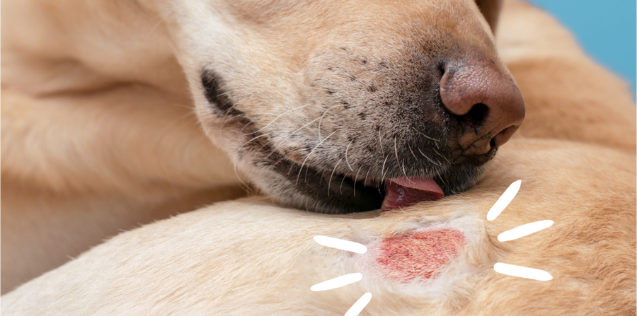 How to Treat Hot Spots on Dogs at Home | Dinovite for Dog Hot Spots