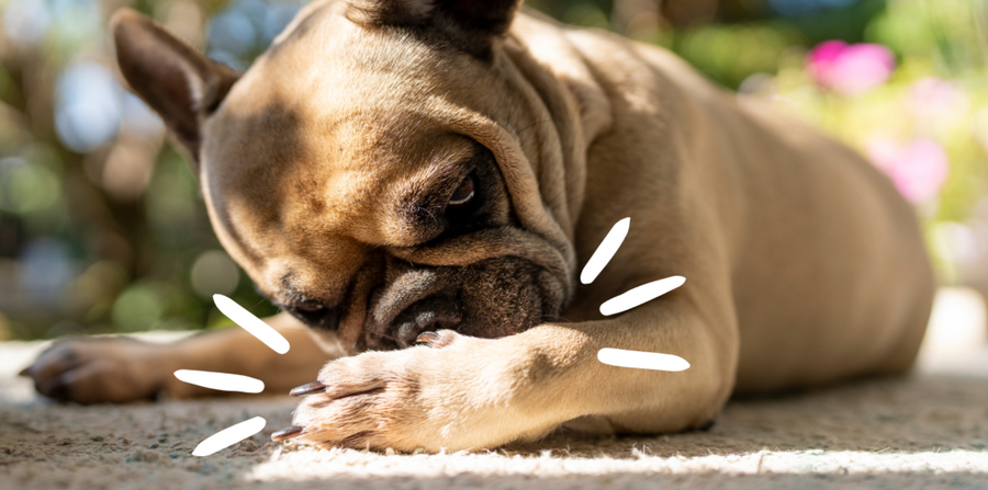 Dinovite for Dogs: Best Ingredients for Dog Allergies