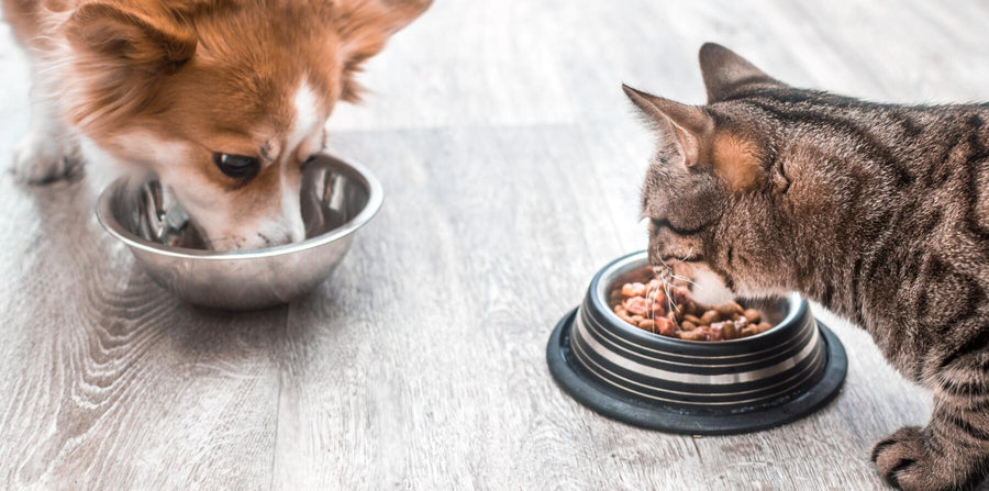 Pet Food Checklist: Guide to Nutritional Deficiencies in Pets