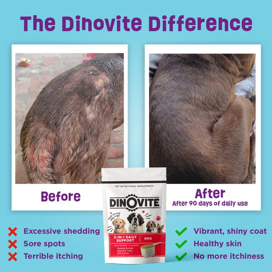 The Dinovite Difference. Before and After
