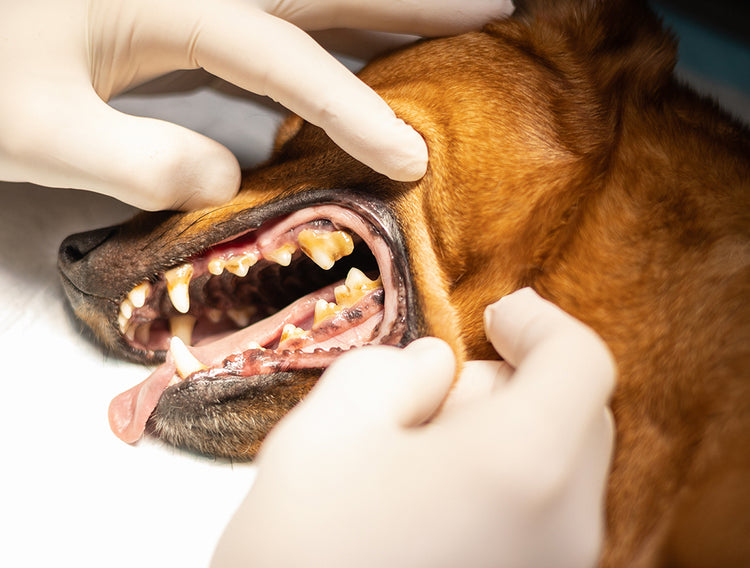 Gloved hands hold open a brown dog's mouth, showing teeth with heavy yellow-brown tartar built up along the gum line.