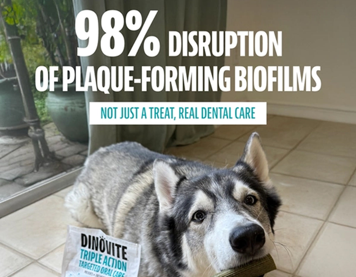 98% disruption of plaque-forming biofilms. Not just a treat, real dental care. A husky rests on a tiled floor beside a bag of Dinovite Triple Action Targeted Oral Care chews.