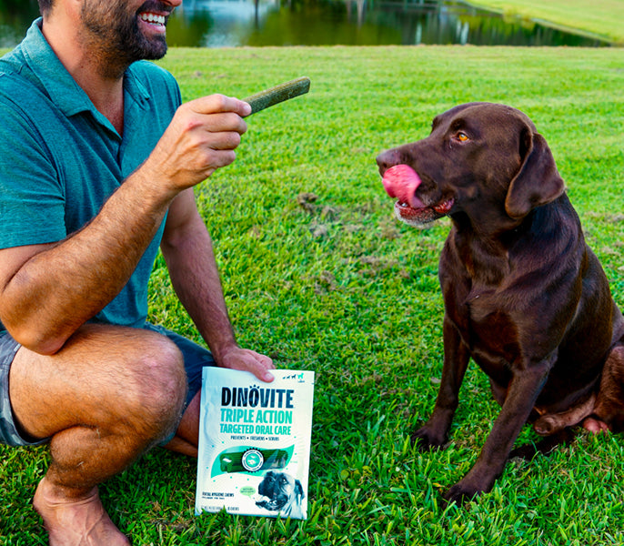 A man offers a Dinovite dental chew to a chocolate Labrador
