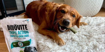 golden retriever enjoying dinovite dental chews