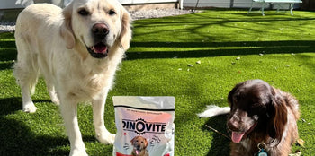 dogs on lawn with dinovite for dogs