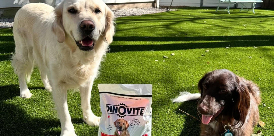 dogs on lawn with dinovite for dogs
