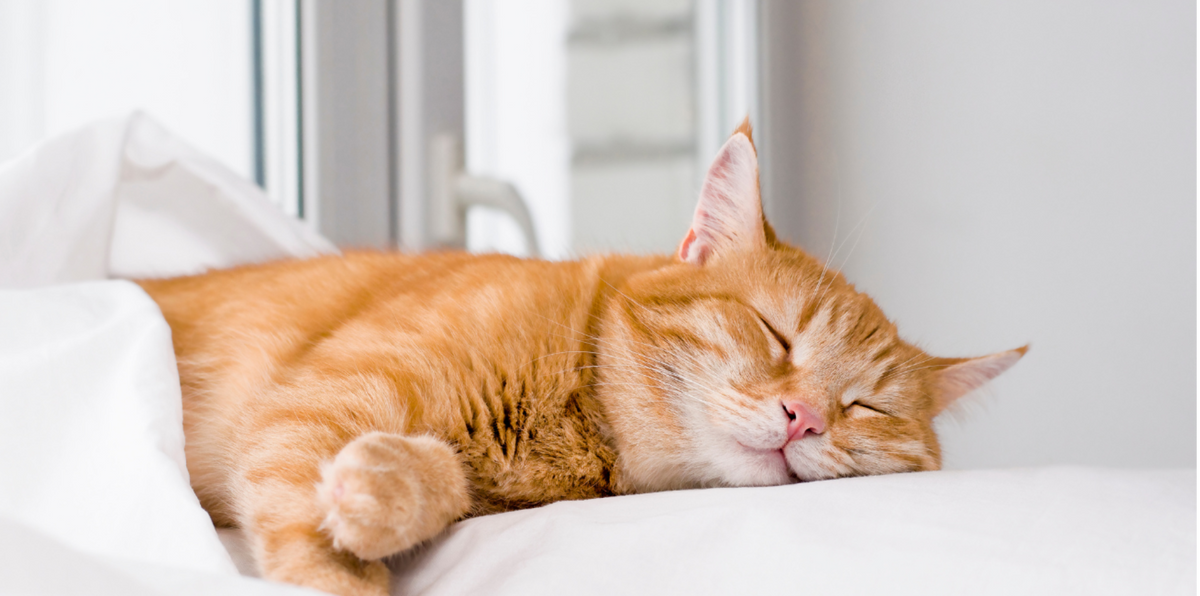 orange cat taking a nap under the covers