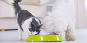 cat and dog eating out of pet food bowls