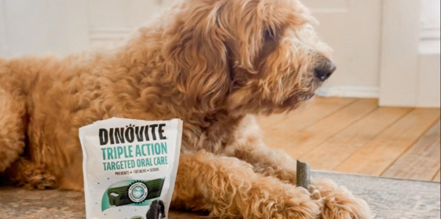 Dental Chews for Dogs: Ultimate Guide