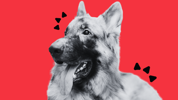 Best All-in-One Dog Supplement for Gut, Skin and Overall Health in 2026