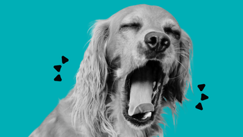 A cocker spaniel yawning widely with its mouth open