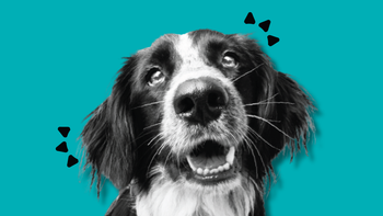 A spaniel with its mouth open, showing clean teeth