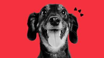 A happy dachshund with its tongue out