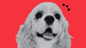 Best Gut Health Supplement for Dog Allergies 2026 Guide