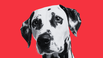 A dalmatian looking calmly at the camera