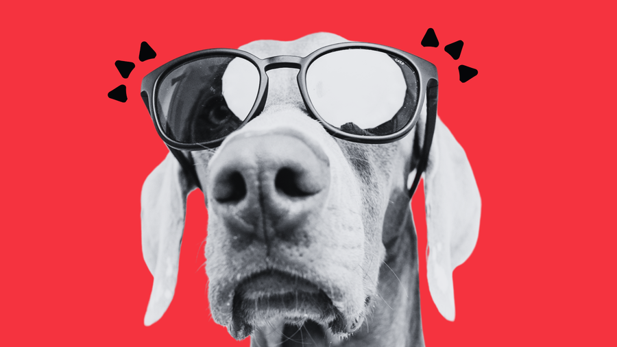 Celebrity Dog Trainer and Vet Med Professional Give Dinovite Dental Chews “Two Paws Up”