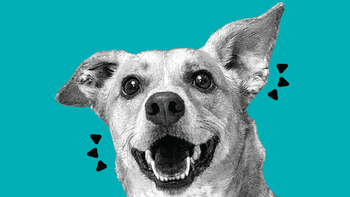 Difference Between Dinovite Dog Dental Powder and Dental Chews