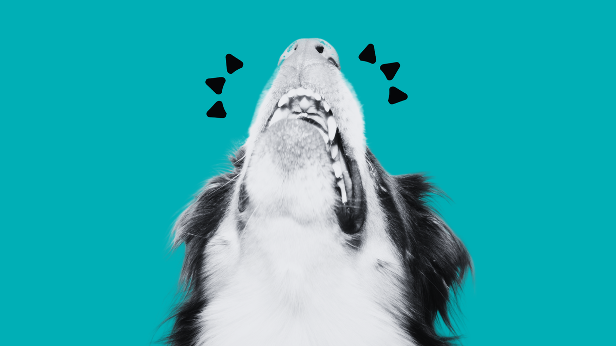 dog on blue background looking up