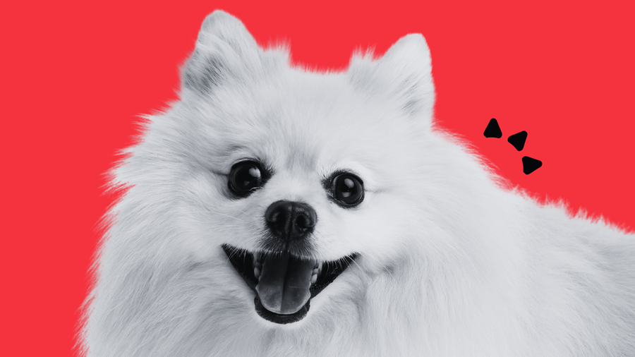 How to Choose the Best Supplement for Dog Skin and Coat Health