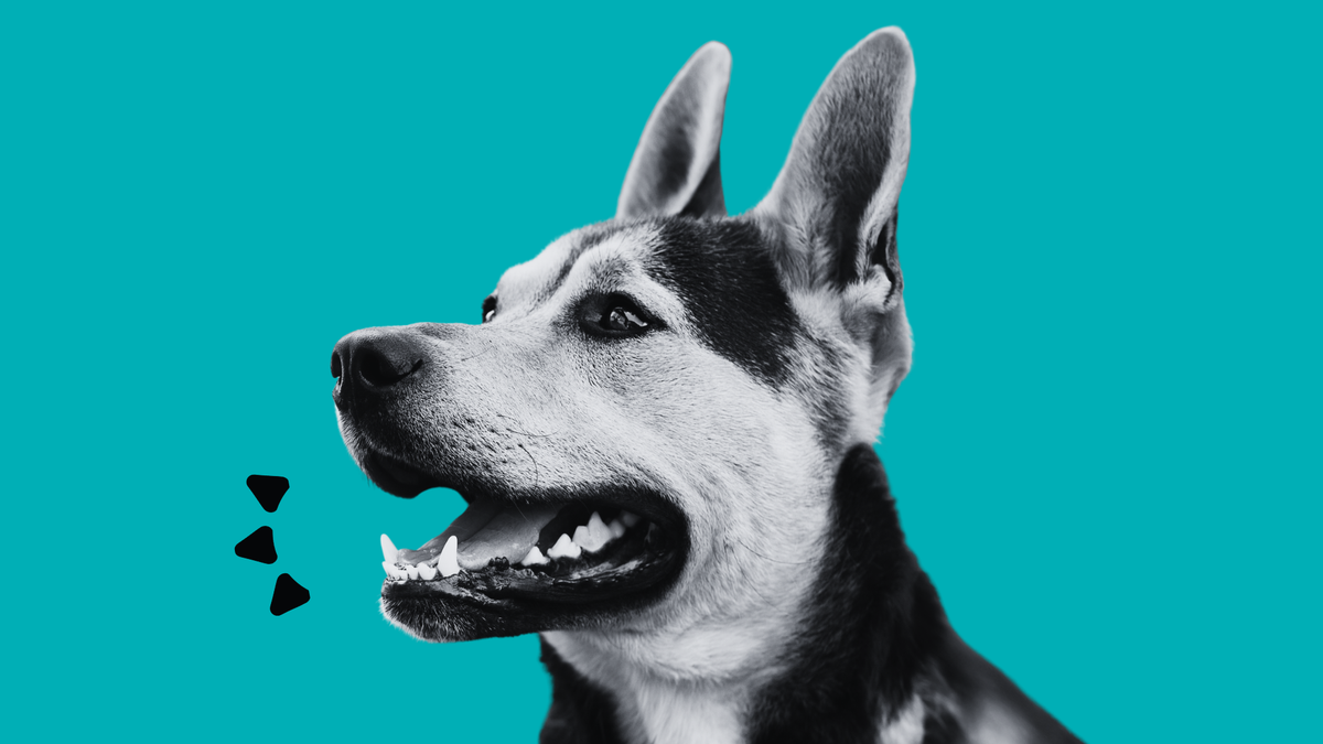 dog looking to side with mouth open on teal background