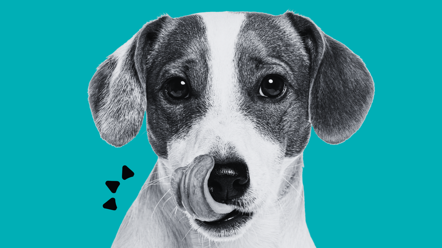 How to Use Dinovite Dental Powder for Dogs