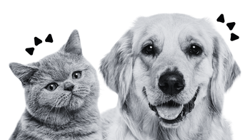 A grey cat and a golden retriever side by side, facing the camera