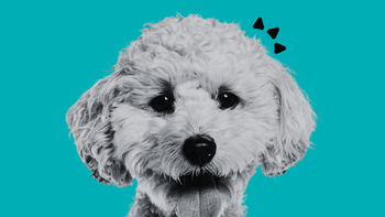 The Best Dental Powder for Dog Bad Breath 2026 Comparison