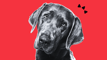 The Gut-Skin Connection in Dogs