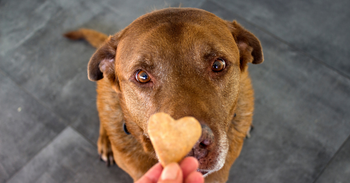 dog with heart shaped frozen dog treat