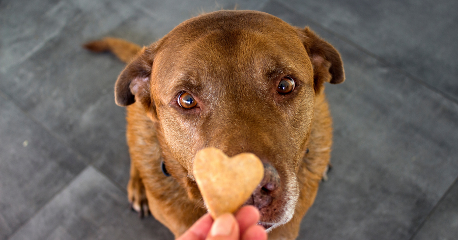 dog with heart shaped frozen dog treat