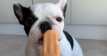 Peanut Butter & Pumpkin Pupsicles with Dinovite