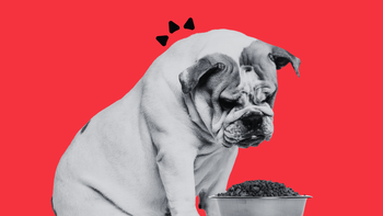 A bulldog turning its head away from a full food bowl