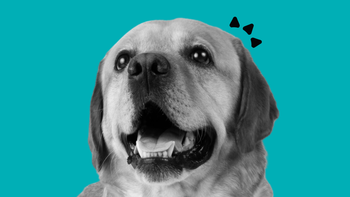 A yellow labrador looking up with its mouth open