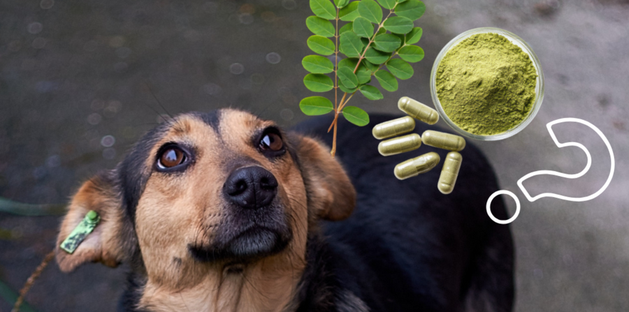 black and tan dog looking quizzically at supplements