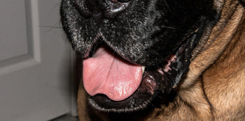 large dog with bad breath
