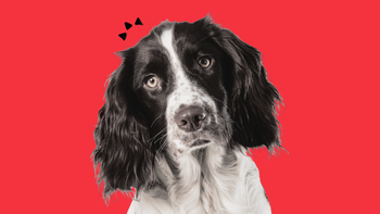 Best Supplements for Homemade Dog Food in 2026