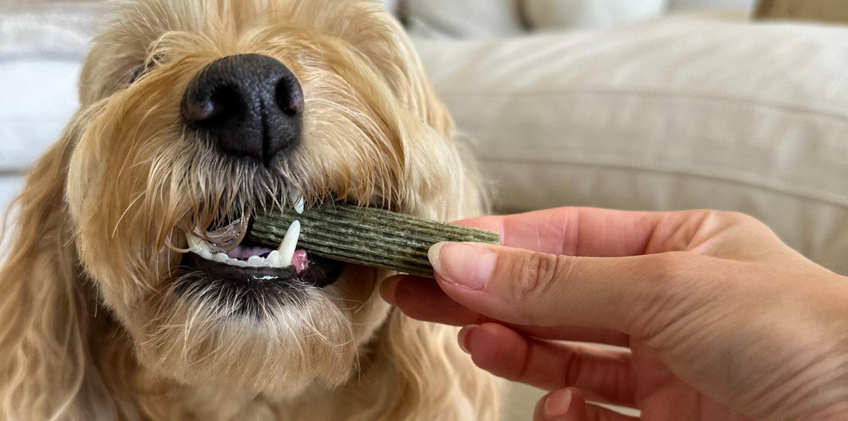 curly small dog eating dinovite dental chew