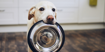 dog carrying metal food bowl in kitchen