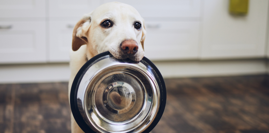 dog carrying metal food bowl in kitchen