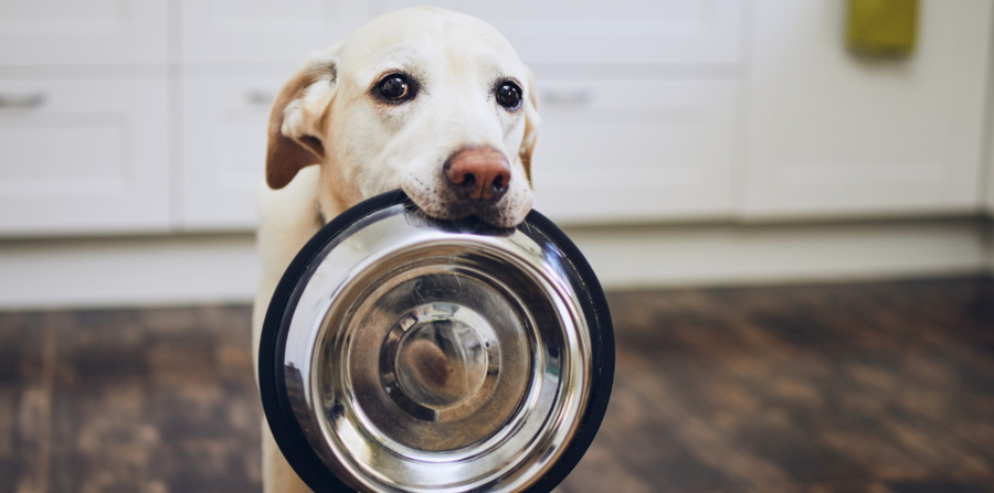 A Balanced Dog Diet: Homemade or Commercial?