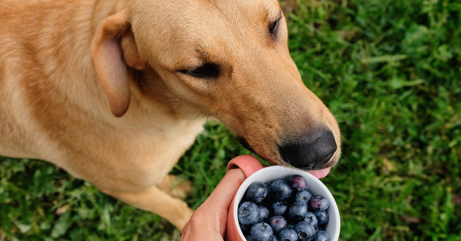beautiful dog enjoying fresh blueberries