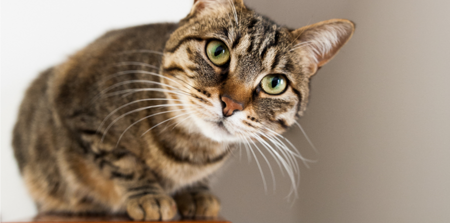 tabby cat with green eyes