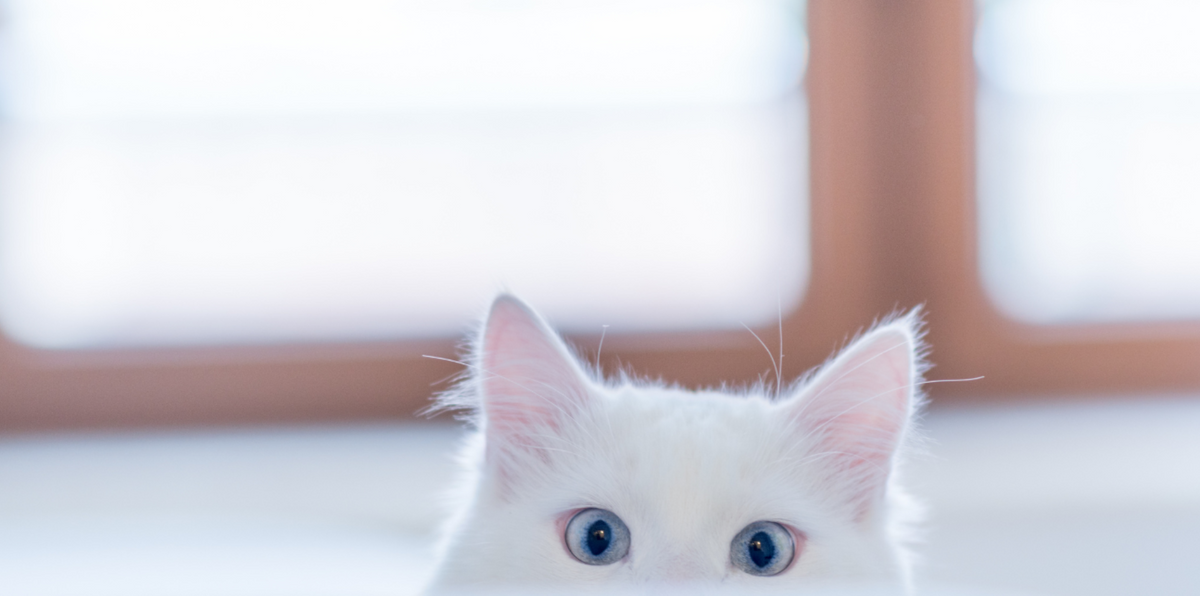white cat with blue eyes and pointy ears