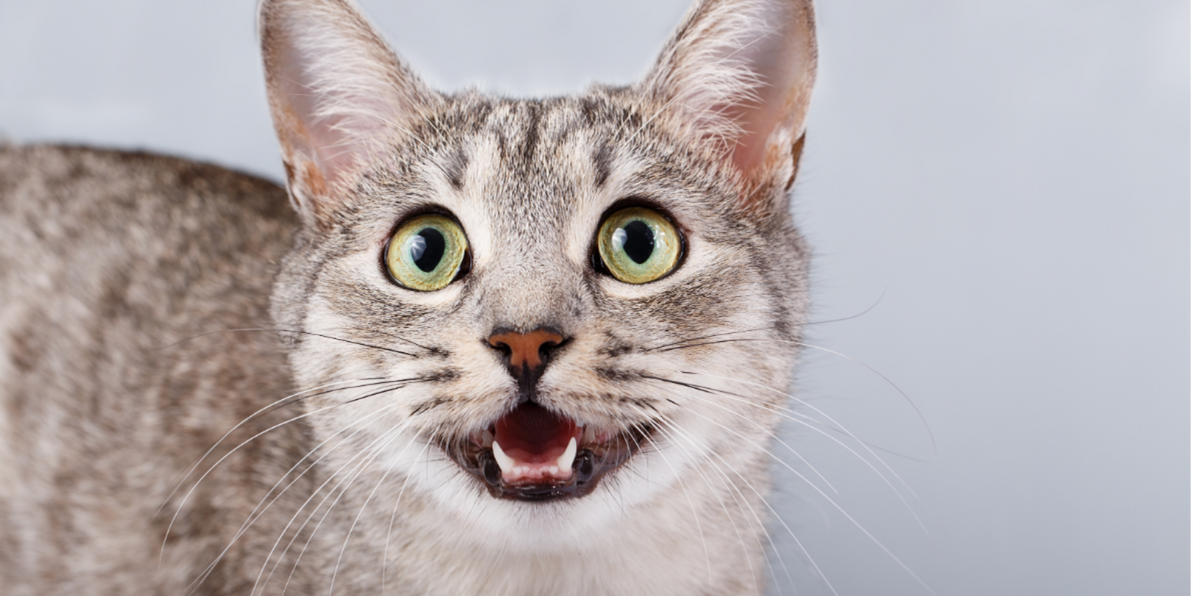 silver cat with green eyes