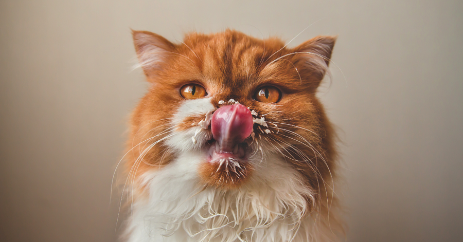 persian cat eating puree