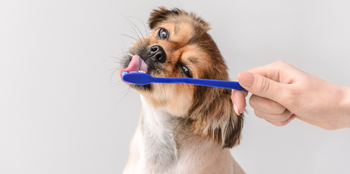 Dog Teeth Cleaning: The Importance of Canine Dental Health