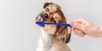 Dog Teeth Cleaning