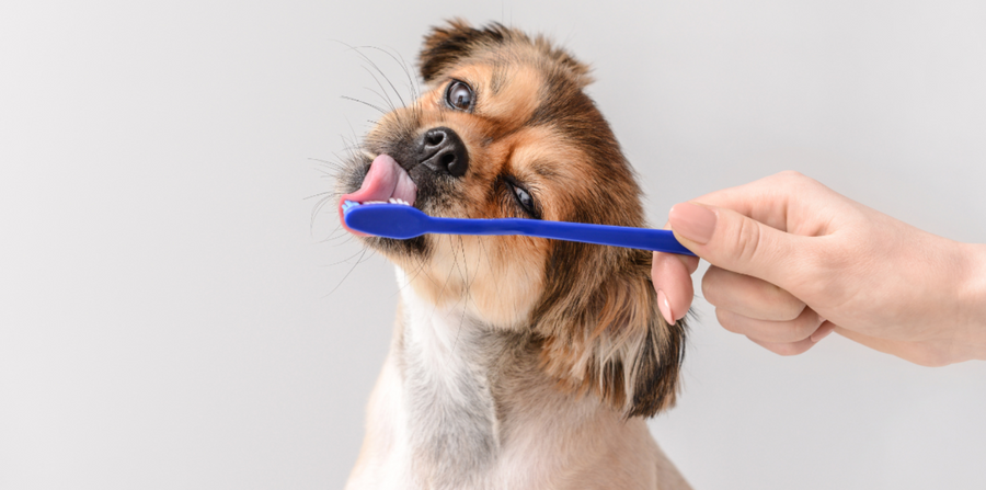 Dog Teeth Cleaning